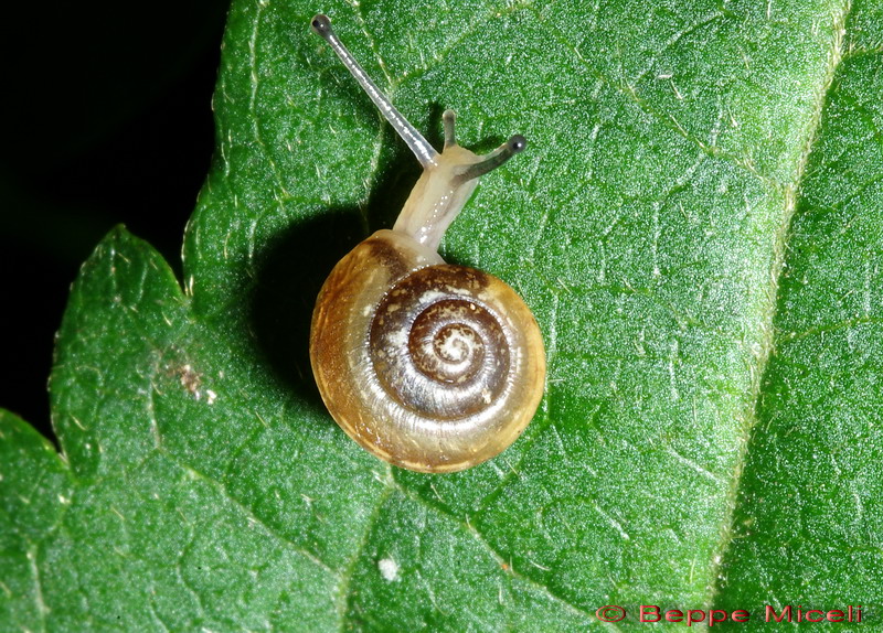 Cepaea nemoralis etrusca e altre